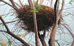 Magpie Nest, Changqing, China