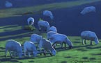 Sheep in Twilight 2