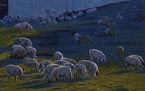 Sheep in Twilight