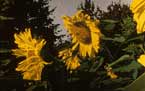 Mary's Sunflowers